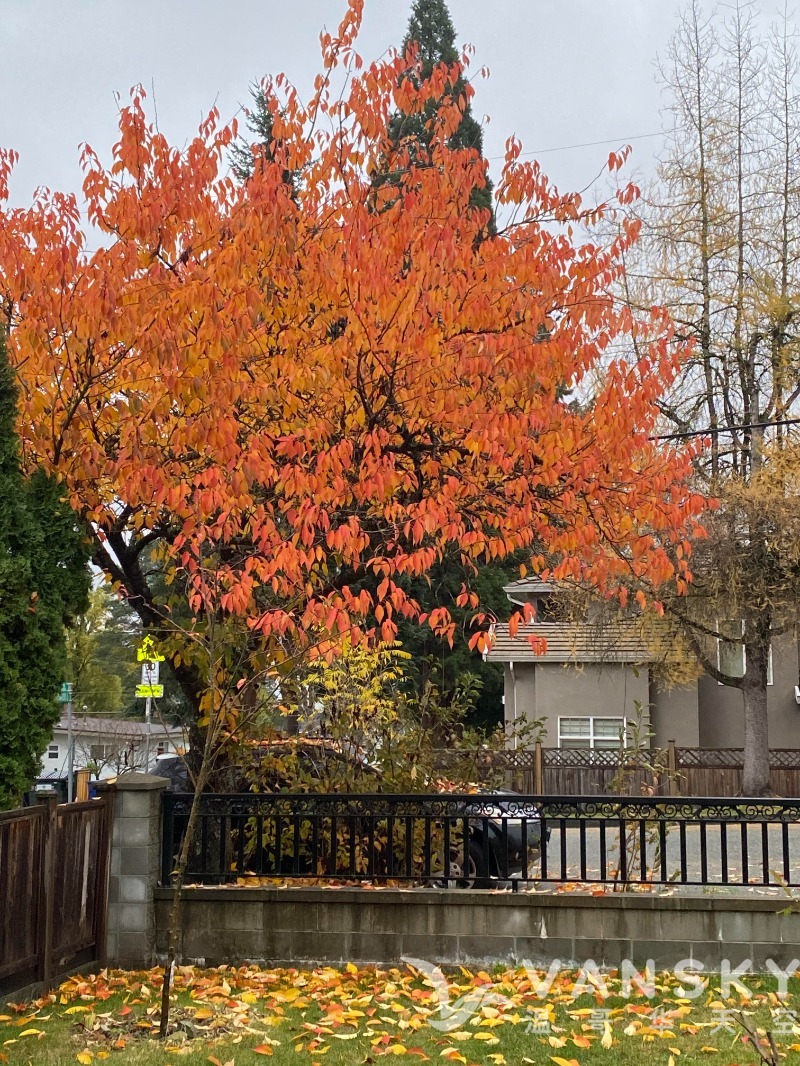 260130191346_Cherry in Autum.jpg